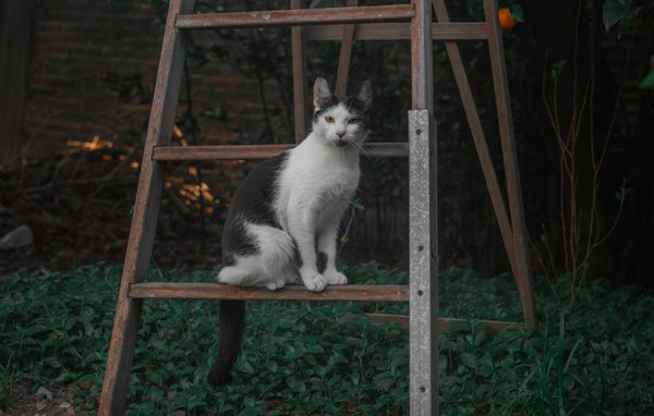 Hoe kan het hebben van een huisdier bijdragen aan je mentale welzijn?